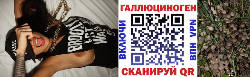 Галлюциногенные грибы Psilocybe  Купить закладки  Алагир 